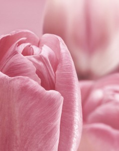 Bunch of Pink Tulips