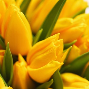 Close-up of a tulip